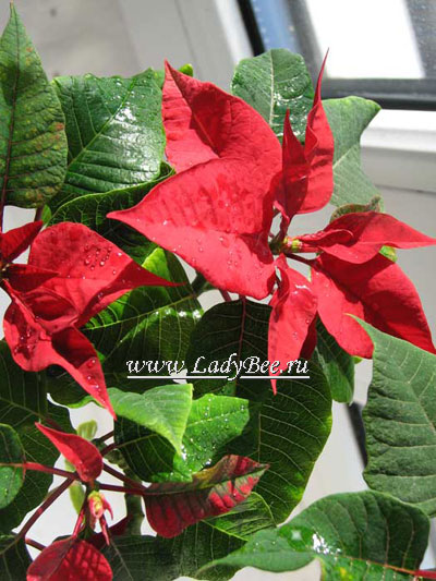 Молочай прекраснейший