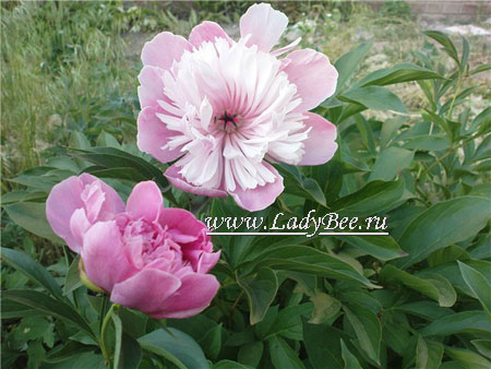 Paeonia