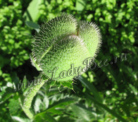 Мак, Семейство - Маковые, Papaver