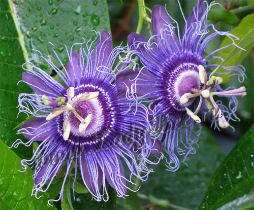 Пассифлора
