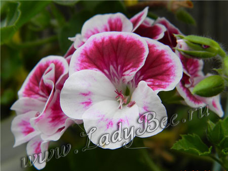 Pelargonium