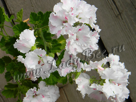 Пеларгония