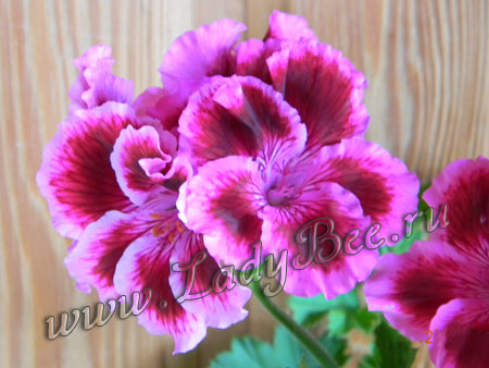 Пеларгония