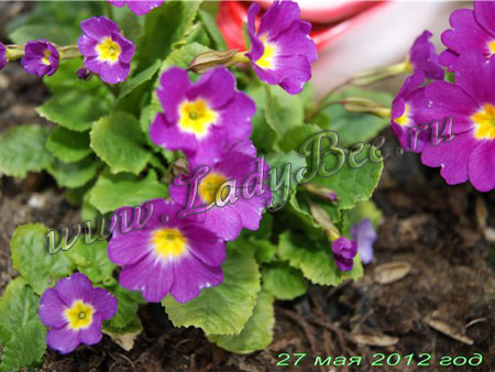 первоцвет весенний