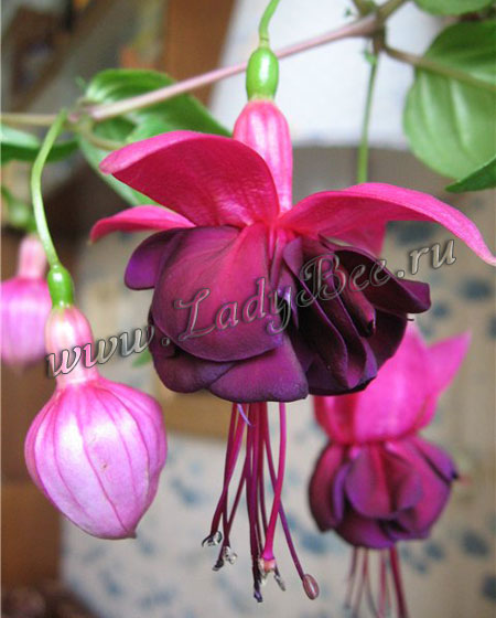 Фуксия Rohees New Millenium