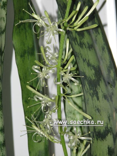 Щучий хвост