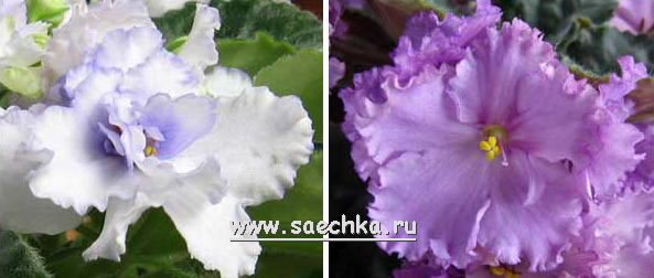 Узамбарская фиалка