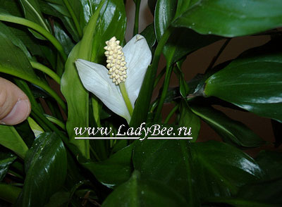 Спатифиллюм