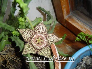 Stapelia