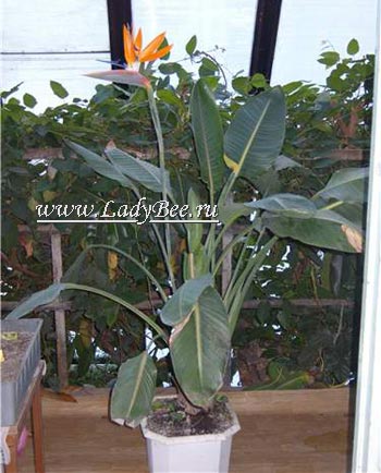 Растение стрелиция