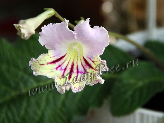 Стрептокарпус