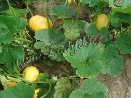 Декоративная тыква