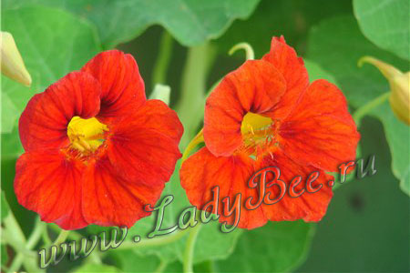 Tropaeolum