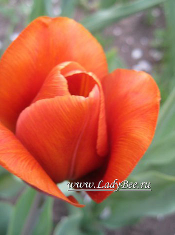 Тюльпан