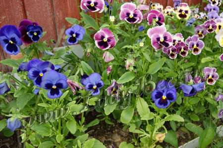 Viola tricolor