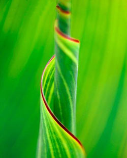 Садовые растения на букву Ф