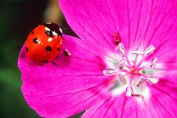 Комнатные растения на букву Б