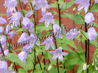 Колокольчик (Campanula)