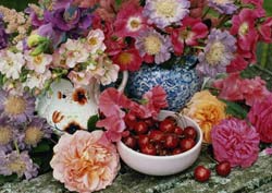 Садовые растения на букву В