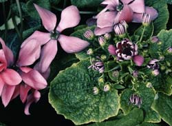 Комнатные растения на букву Ц