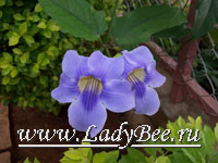 Тунбергия (Thunbergia)