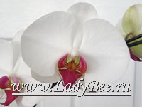 Фаленопсис (Phalaenopsis)