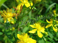 Зверобой (Hypericum)