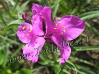 Традесканция (Tradescantia)