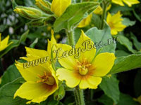 Лизимахия или Вербейник (Lysimachia)