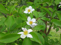 Стуартия (Stuartia)