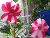 Бальзамин или Импатиенс или Ванька-мокрый (Impatiens)