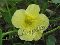 Настурция или капуцин (Tropaeolum)