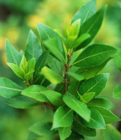 Садовые растения на букву З