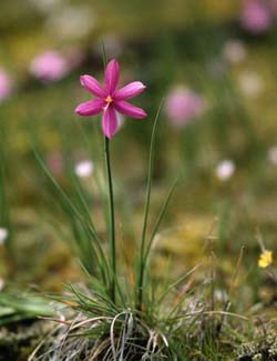 Садовые растения на букву Э