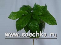 Кофейное дерево или кофе (Coffea)