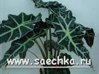 Алоказия (Alocasia)