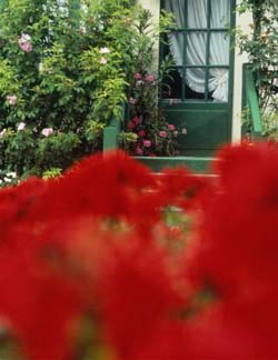 Комнатные растения на букву Н