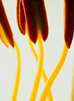 Комнатные растения на букву Э