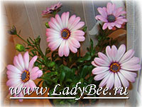 Остеоспермум или Капская маргаритка (Osteospermum)