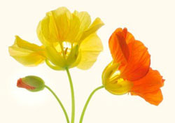 Комнатные растения на букву К