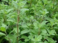 Майоран, Душица (Origanum)