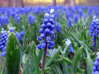 Мускари (Muscari)