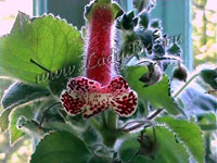 Колерия (Kohleria)