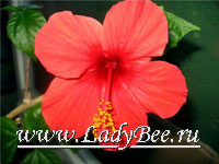 Гибискус или Хибискус (Hibiscus)