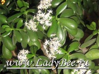 Толстянка или Денежное дерево (Crassula)