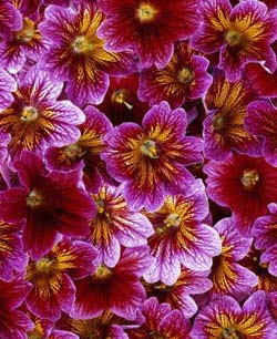 Садовые растения на букву И