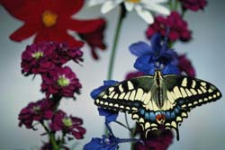 Садовые растения на букву Я