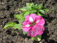 Петуния (Petunia)