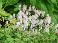 Тиарелла (Tiarella)