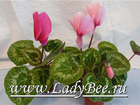 Цикламен (Cyclamen)